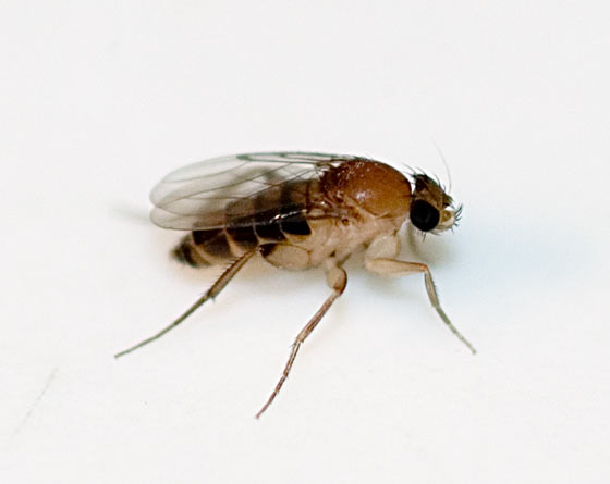 Phorid fly