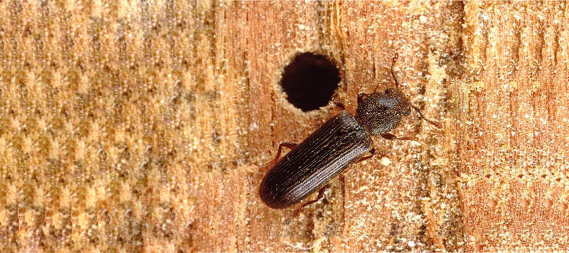 Powderpost Beetles