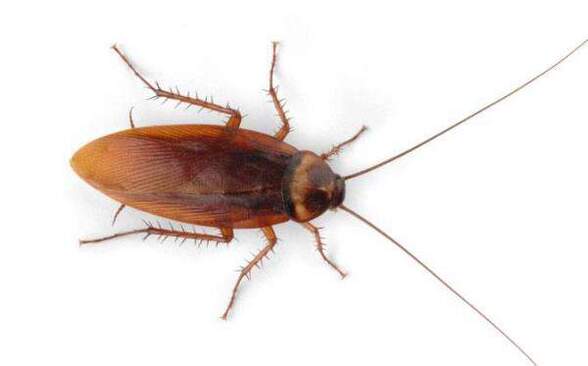 Roaches