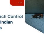 cockroach in kitchen