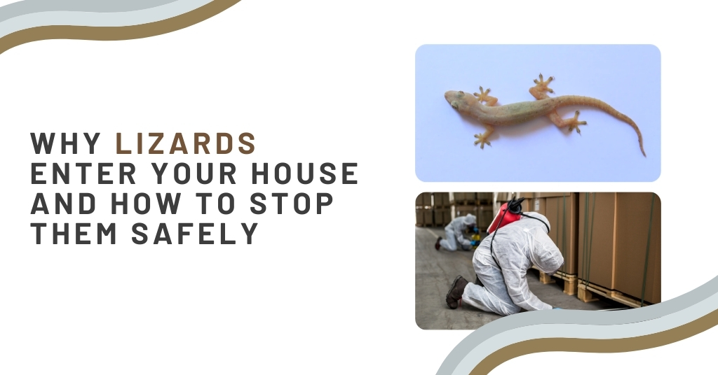 Why Lizards Enter Your House and How to Stop Them Safely